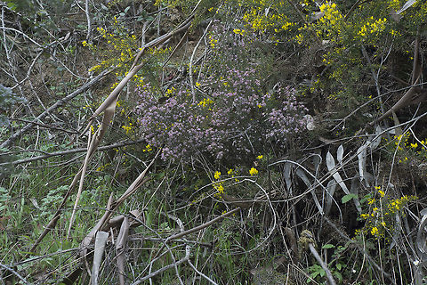 Erica australis Erica australis ssp. australis Erica australis,Ericaceae,biodoversity,plantae,plants