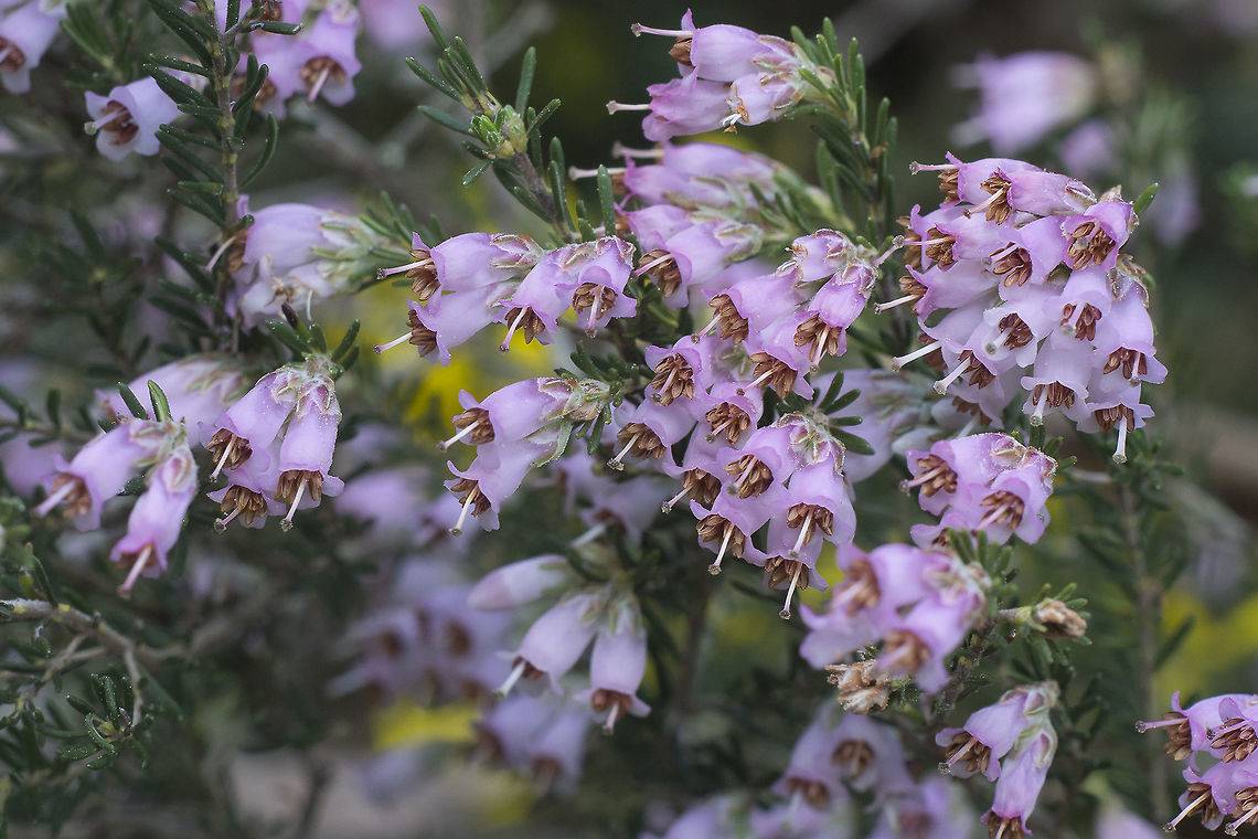 Erica australis Erica australis ssp. australis Erica australis,Ericaceae,biodoversity,plantae,plants