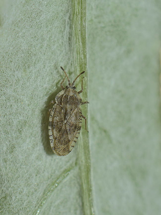 Tingis cardui Tingis cardui Tingidae,Tingis cardui