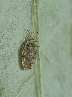Tingis cardui Tingis cardui Tingidae,Tingis cardui