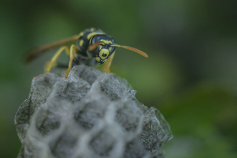 Polistes gallicus Polistes gallicus, female at work.
Captured at the end of the day, amidst the branches of Asteraceae plants.

EXIF: Nikon Nikkor 50mm 1.8 | f/4 | 32mm Extension | Handheld  Polistes gallicus,biodiversity,hymnenoptera,insecta,insects,vespidae,wasp