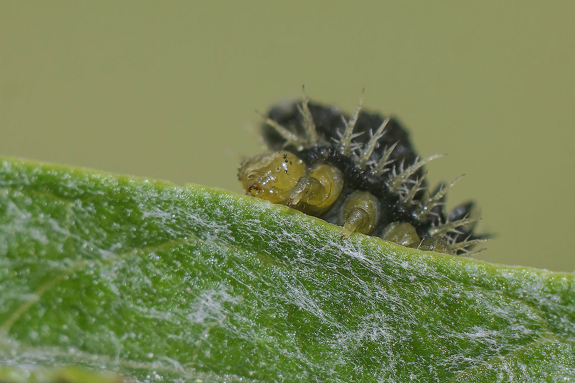 Cassidini Cassidini Tribe<br />
Cassida sp. (larva) on Cynara cardunculus. Cassida viridis,Cassilda,Chrysomelidae,biodiversity,cassida viridis,cassidini,coleoptera,insecta,insects