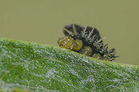 Cassidini Cassidini Tribe<br />
Cassida sp. (larva) on Cynara cardunculus. Cassida viridis,Cassilda,Chrysomelidae,biodiversity,cassida viridis,cassidini,coleoptera,insecta,insects