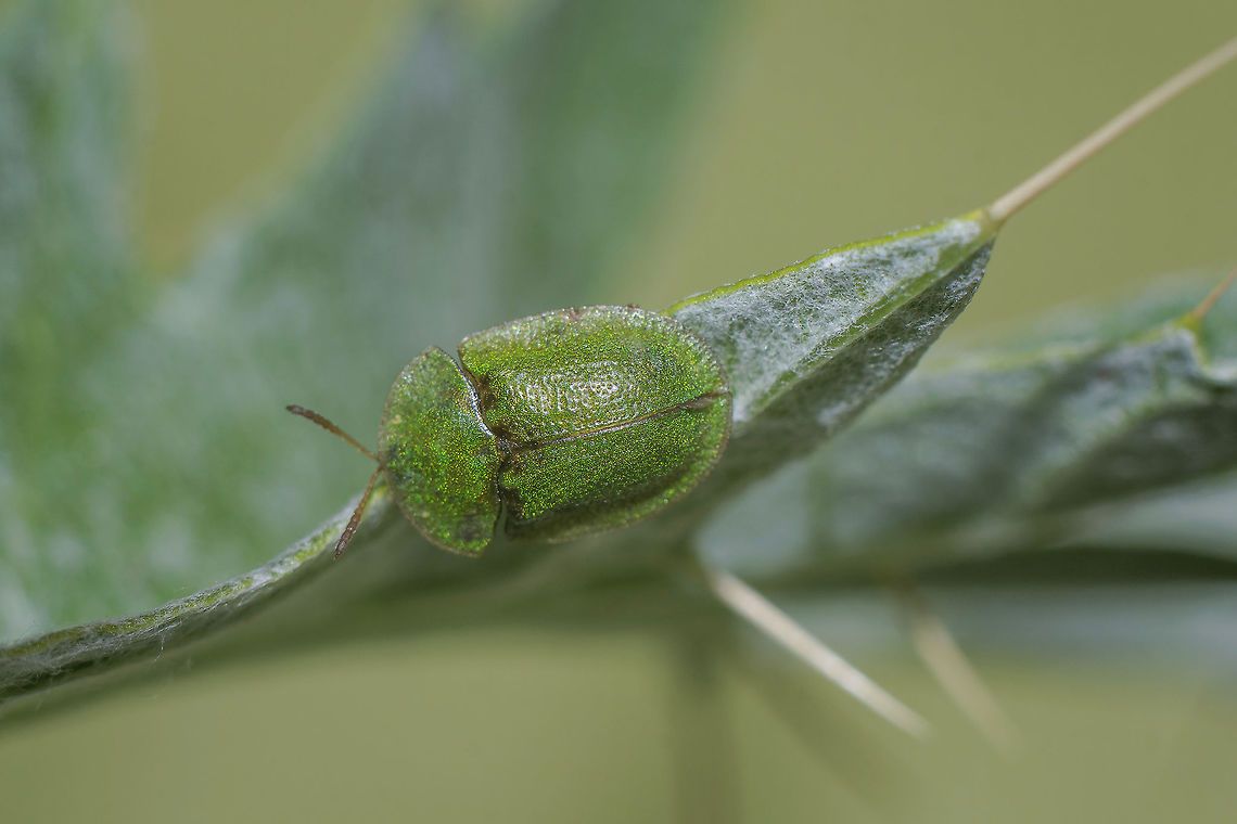 Cassidini Cassidini tribe<br />
Cassida viridis, adult on Cynara cardunculus. Cassida viridis
