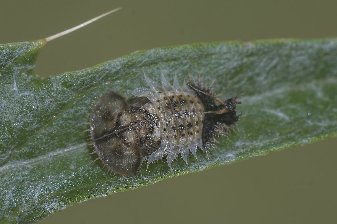Cassidini Cassidini<br />
Cassilda sp. pupa<br />