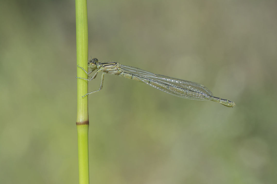 Erythromma lindenii Erythromma lindenii, immature female. Coenagrionidae,Erythromma lindenii,Goblet-marked damselfly,damselfly,insecta,insects,odonata,zygoptera