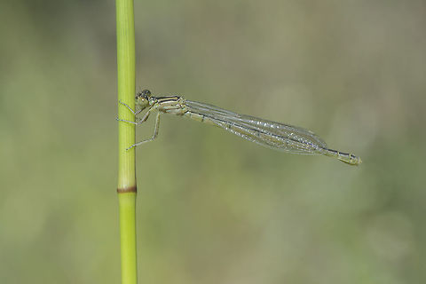 Goblet-marked damselfly