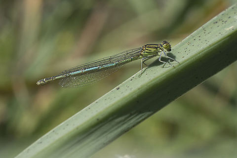 Erythromma lindenii Erythromma lindenii, androchrome female Coenagrionidae,Erythromma lindenii,Goblet-marked damselfly,damselfly,insecta,insects,odonata,zygoptera