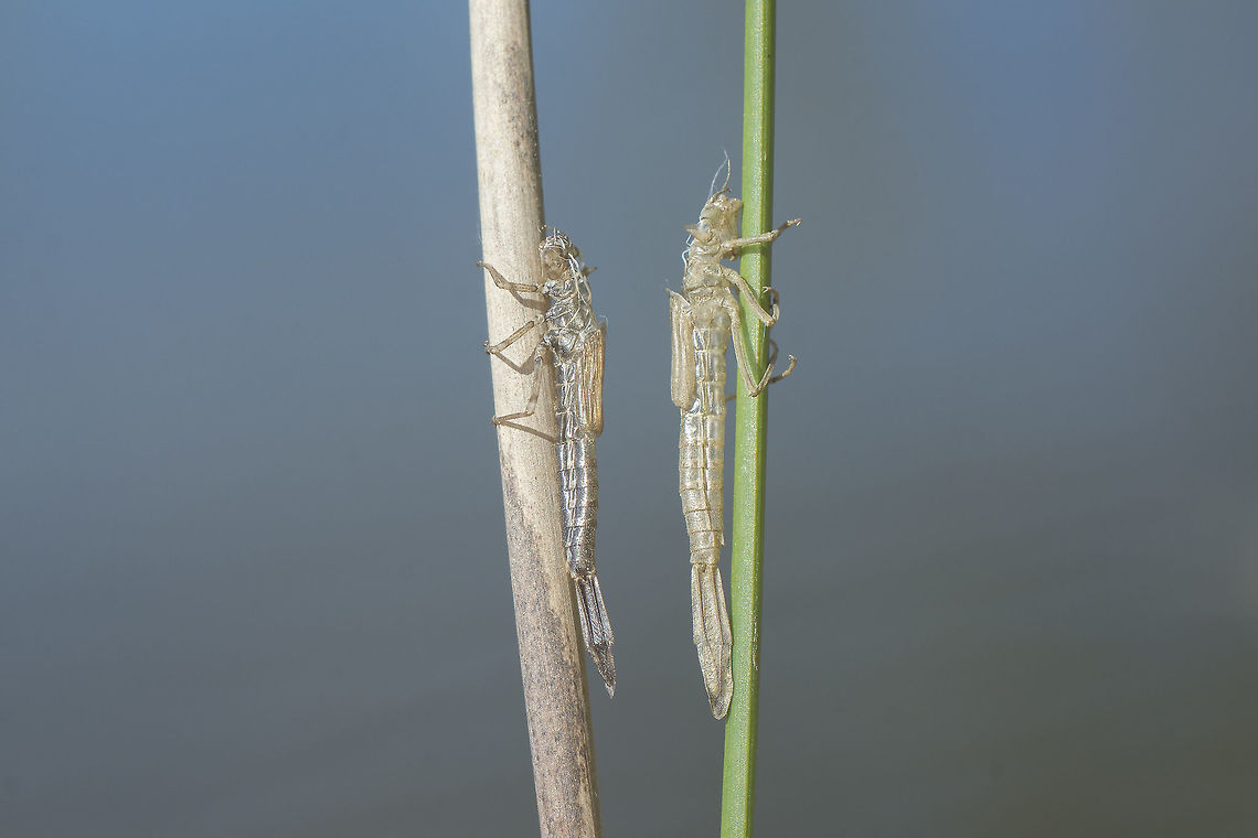 Erythromma lindenii Erythromma lindenii, exuviae Coenagrionidae,Erythromma lindenii,Exuviae,Goblet-marked damselfly,damselfly,insecta,insects,odonata,zygoptera