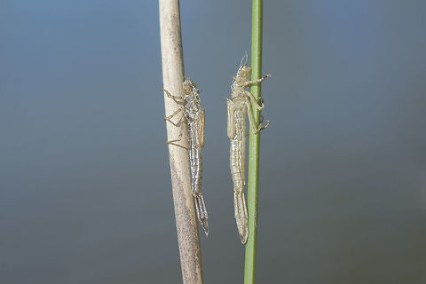 Erythromma lindenii Erythromma lindenii, exuviae Coenagrionidae,Erythromma lindenii,Exuviae,Goblet-marked damselfly,damselfly,insecta,insects,odonata,zygoptera