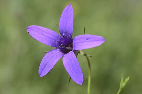 Campanula lusitanica