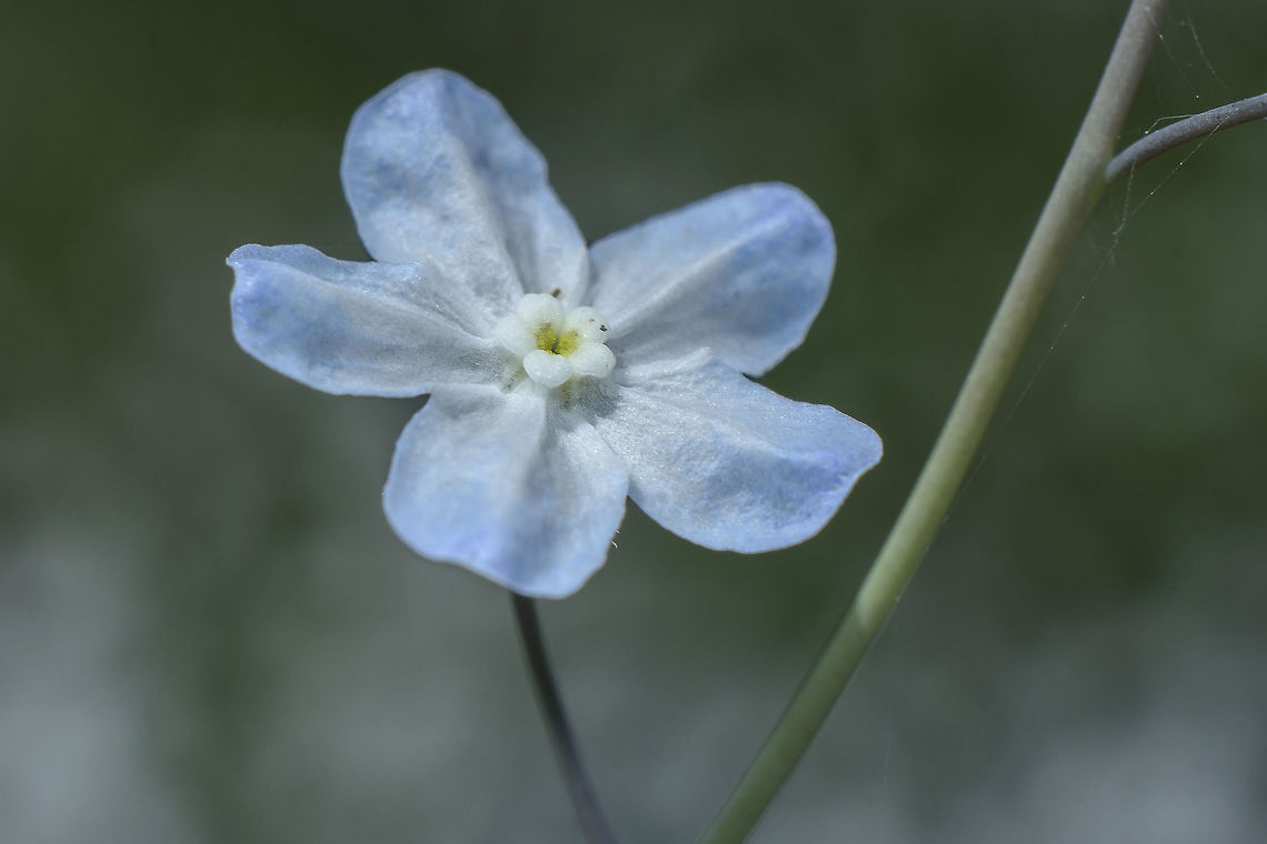 Omphalodes linifolia Omphalodes linifolia Omphalodes linifolia