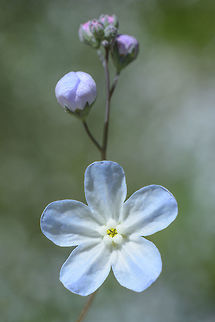 Omphalodes linifolia Omphalodes linifolia Omphalodes linifolia