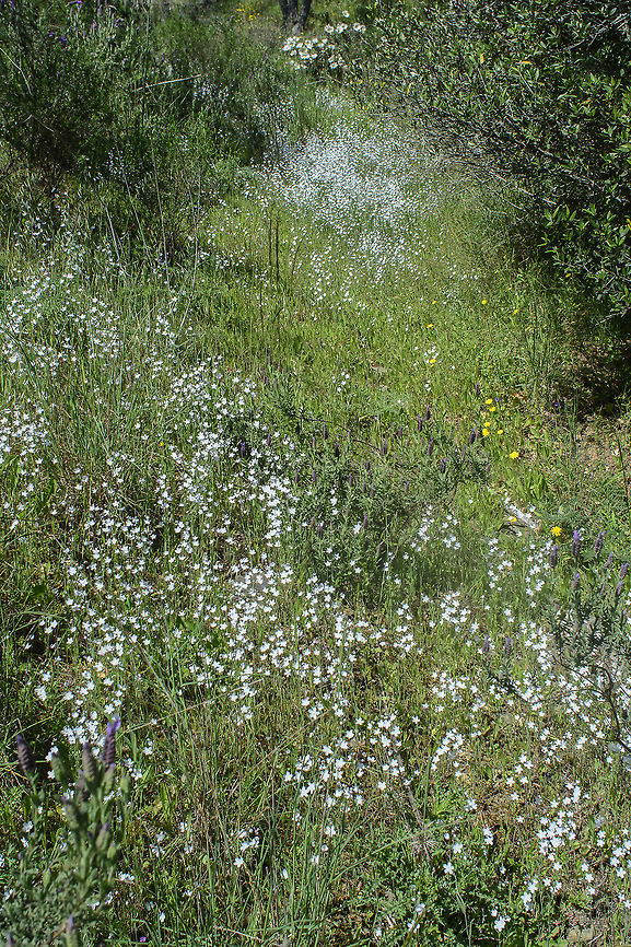 Omphalodes linifolia Omphalodes linifolia Omphalodes linifolia