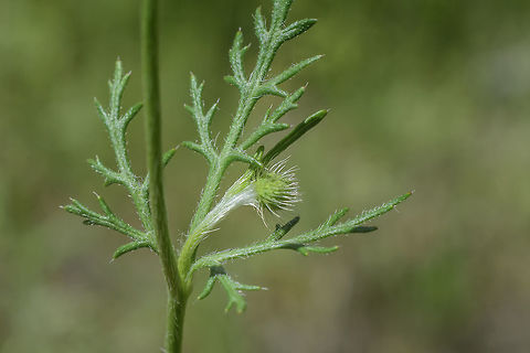 Papaver hybridum Papaver hybridum, leaves Papaver hybridum,Sad poppy