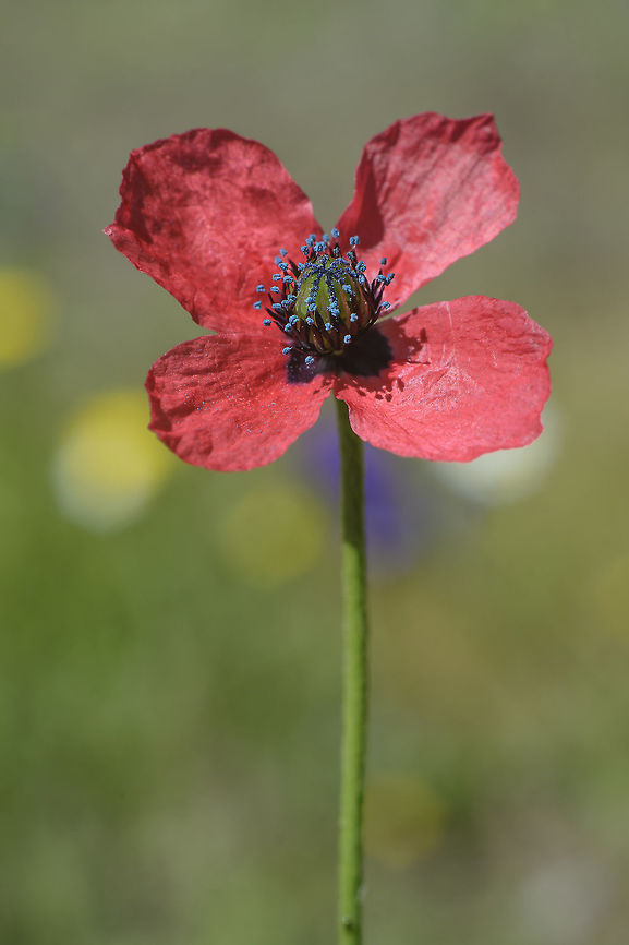 Papaver hybridum Papaver hybridum, flower. Papaver hybridum,Sad poppy