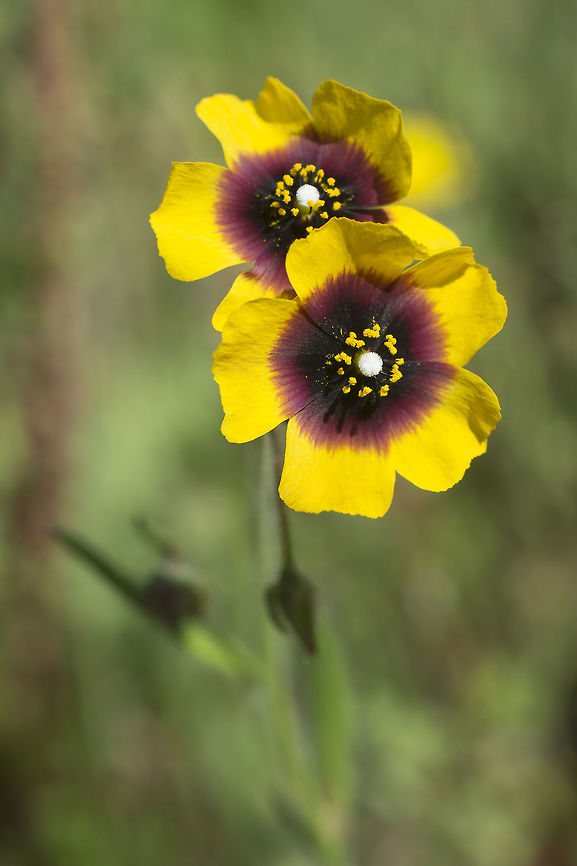 Tuberaria guttata Tuberaria guttata Tuberaria guttata