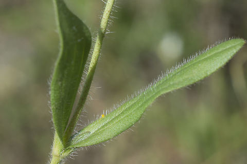 Tuberaria guttata Tuberaria guttata Tuberaria guttata
