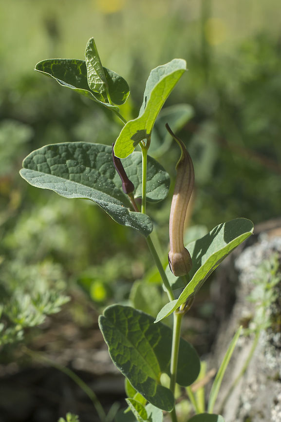 Aristolochia paucinervis Aristolochia paucinervis Aristolochia paucinervis