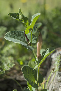 Aristolochia paucinervis