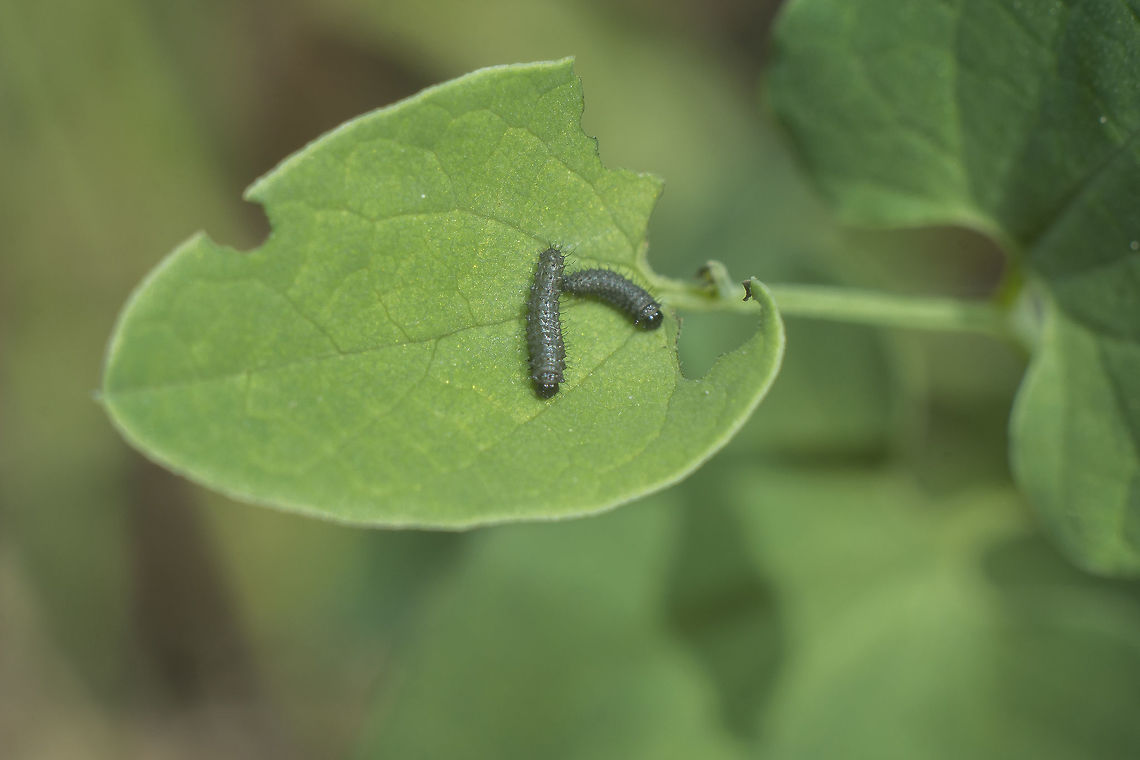 Zerynthia rumina Zerynthia rumina, larvae feeding on Aristolochia paucinervis.<br />
Plant here:<br />
<figure class="photo"><a href="https://www.jungledragon.com/image/49588/aristolochia_paucinervis.html" title="Aristolochia paucinervis"><img src="https://s3.amazonaws.com/media.jungledragon.com/images/2527/49588_thumb.jpg?AWSAccessKeyId=05GMT0V3GWVNE7GGM1R2&Expires=1769040010&Signature=ek7DfcRpWUwoL1pGPTqDnd4DsT4%3D" width="102" height="152" alt="Aristolochia paucinervis Aristolochia paucinervis Aristolochia paucinervis" /></a></figure><br />
 Spanish Festoon,Zerynthia rumina