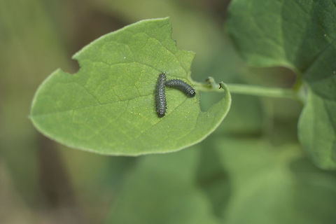 Zerynthia rumina Zerynthia rumina, larvae feeding on Aristolochia paucinervis.
Plant here:
https://www.jungledragon.com/image/49588/aristolochia_paucinervis.html
 Spanish Festoon,Zerynthia rumina