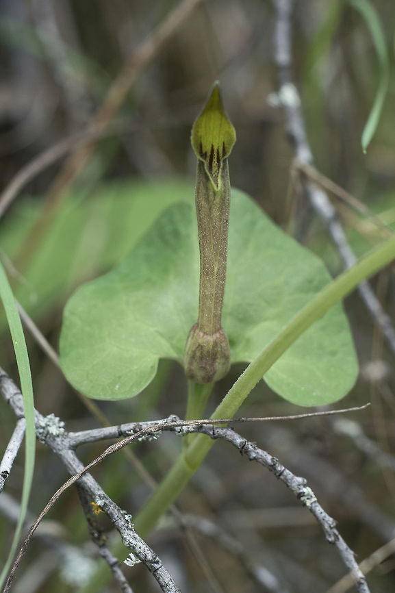 Aristolochia paucinervis Aristolochia paucinervis, flower detail. Aristolochia paucinervis