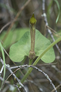 Aristolochia paucinervis Aristolochia paucinervis, flower detail. Aristolochia paucinervis