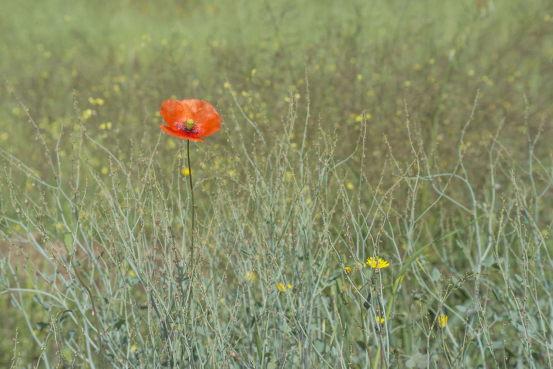 Red dot Papaver dubium ssp. dubium Papaver dubium