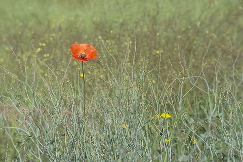 Red dot Papaver dubium ssp. dubium Papaver dubium