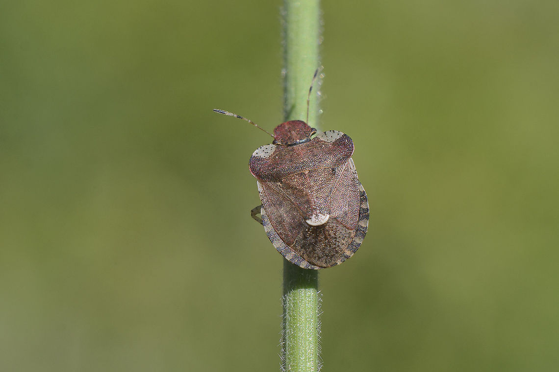 Dyroderes umbraculatus Dyroderes umbraculatus Dyroderes umbraculatus,Heteroptera,Pentatomidae,Pentatominae,Sciocorini