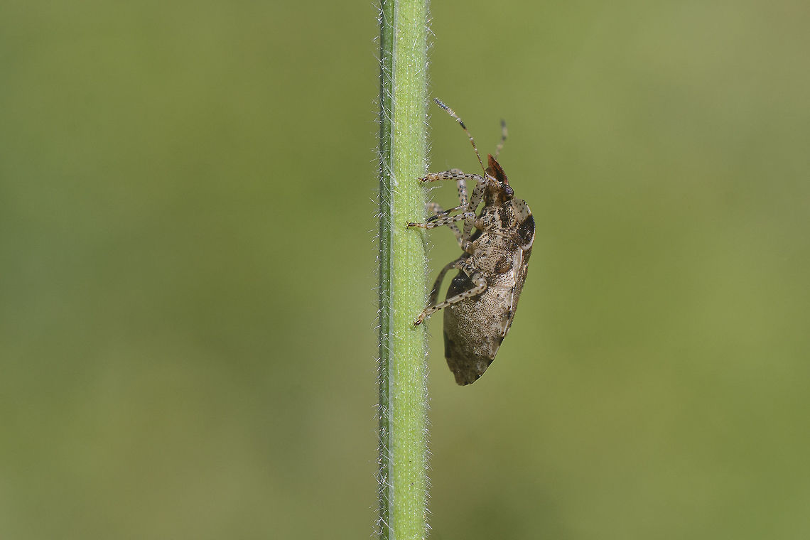 Dyroderes umbraculatus Dyroderes umbraculatus Dyroderes umbraculatus,Pentatomidae