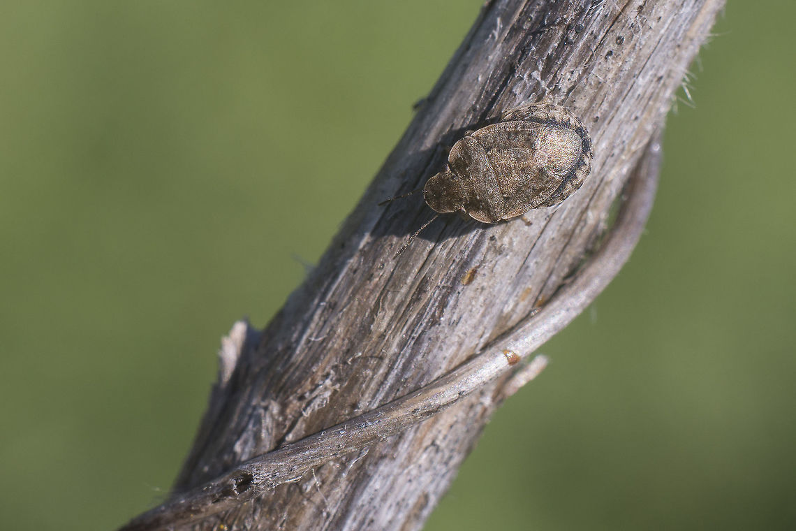Sciocoris sideritidis Female Sciocoris, possibly(probably?) maculatus. The status of this species (maculatus) is listed as "Doubtful" for Portugal by Fauna Europaea so it may be worthwhile to send the image (or better yet a specimen) in to national experts for confirmation (?)<br />
Note: Maybe sideritidis should be considered too after all ?!? See comments below ... <br />
<br />
UPDATE: Based on the ID with the specimen on the photo below it is now indeed more likely that this would also be Sciocoris sideritidis(!)<br />
<figure class="photo"><a href="https://www.jungledragon.com/image/49859/sciocoris_sideritidis.html" title="Sciocoris sideritidis"><img src="https://s3.amazonaws.com/media.jungledragon.com/images/2527/49859_thumb.jpg?AWSAccessKeyId=05GMT0V3GWVNE7GGM1R2&Expires=1770854410&Signature=%2BSVSwf%2FKuJC0T%2BVESAnB5ISxR7M%3D" width="200" height="134" alt="Sciocoris sideritidis Sciocoris sideritidis (female)  - dorsal view<br />
New add, PT<br />
Lateral view:<br />
https://www.jungledragon.com/image/49860/sciocoris_sp.html<br />
Ventral view:<br />
https://www.jungledragon.com/image/49858/sciocoris_sp.html<br />
<br />
Discussion on previous find of Sciocoris here:<br />
https://www.jungledragon.com/image/49620/sciocoris_cf._maculatus.html Heteroptera,Pentatomidae,Pentatominae,Sciocorini,Sciocoris,Sciocoris sideritidis,biodiversity,insecta,insects,spring" /></a></figure> Heteroptera,Pentatomidae,Pentatominae,Sciocorini,Sciocoris,Sciocoris maculatus,Sciocoris sideritidis