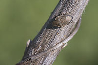 Sciocoris sideritidis Female Sciocoris, possibly(probably?) maculatus. The status of this species (maculatus) is listed as "Doubtful" for Portugal by Fauna Europaea so it may be worthwhile to send the image (or better yet a specimen) in to national experts for confirmation (?)<br />
Note: Maybe sideritidis should be considered too after all ?!? See comments below ... <br />
<br />
UPDATE: Based on the ID with the specimen on the photo below it is now indeed more likely that this would also be Sciocoris sideritidis(!)<br />
https://www.jungledragon.com/image/49859/sciocoris_sideritidis.html Heteroptera,Pentatomidae,Pentatominae,Sciocorini,Sciocoris,Sciocoris maculatus,Sciocoris sideritidis