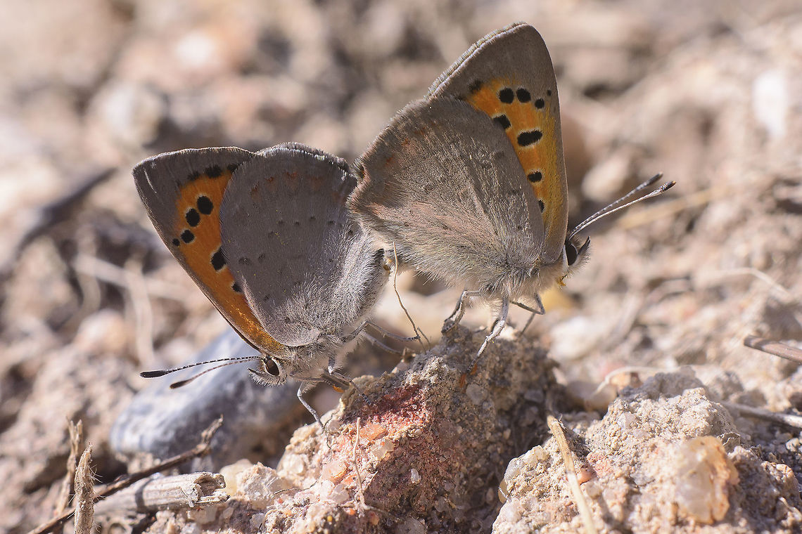 Mating butterflies Lycaena phlaeas, mating.<br />
The female and the male were spotted by chance at medium range, without being disturbed (I guess).  <br />
Three steps across the approach was carried out for a close range capture, for an attempt, before the beating wing.<br />
And it will became a photograph of a successful moment recorded in the nearby surroundings of reality. <br />
Unconfirmed meloidae beetles are attached to the legs (and espirotromba) of both butterflies.<br />
"When caos makes sense", probably a good title.<br />
Spring is on.<br />
<br />
Nikon Nikkor 50mm 1.8 | EXT 12mm Lycaena phlaeas,Small Copper,biodiversity,butterfly mating,butterly,insecta,insects,lepidoptera,lycaenidae,mating,spring,wildlife