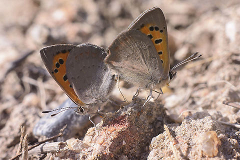 Mating butterflies Lycaena phlaeas, mating.
The female and the male were spotted by chance at medium range, without being disturbed (I guess).  
Three steps across the approach was carried out for a close range capture, for an attempt, before the beating wing.
And it will became a photograph of a successful moment recorded in the nearby surroundings of reality. 
Unconfirmed meloidae beetles are attached to the legs (and espirotromba) of both butterflies.
"When caos makes sense", probably a good title.
Spring is on.

Nikon Nikkor 50mm 1.8 | EXT 12mm Lycaena phlaeas,Small Copper,biodiversity,butterfly mating,butterly,insecta,insects,lepidoptera,lycaenidae,mating,spring,wildlife