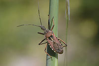 Rhynocoris erythropus Rhynocoris erythropus Assassin bug,Rhynocoris,Rhynocoris erythropus,assassin bug,biodiversity,bugs,hemiptera,insects,reduviidae,spring