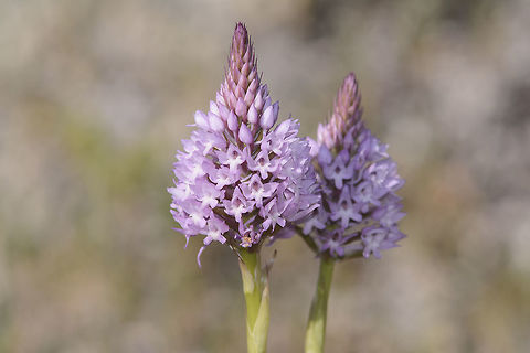 Anacamptis pyramidalis Anacamptis pyramidalis Anacamptis pyramidalis,Pyramidal Orchid