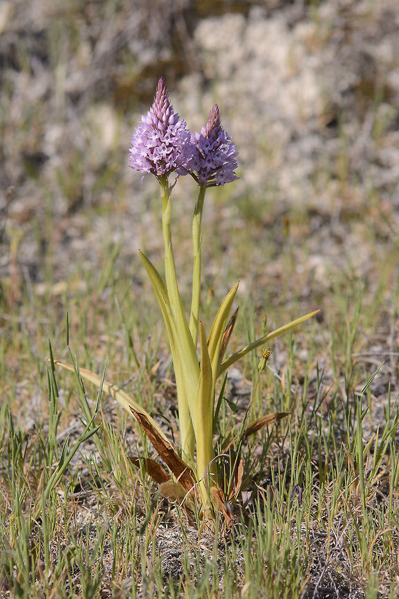 Anacamptis pyramidalis Anacamptis pyramidalis Anacamptis pyramidalis,Pyramidal Orchid
