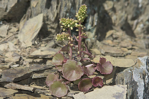 Umbilicus rupestris Umbilicus rupestris Crassulaceae,Navelwort,Saxifragales,Umbilicus,Umbilicus rupestris,biodiversity,plants,spring