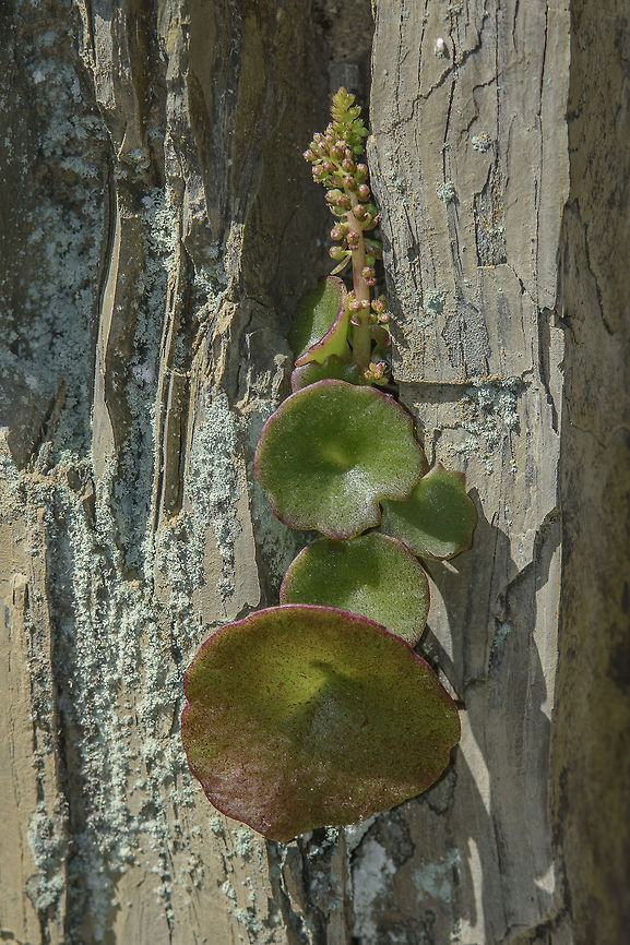 Umbilicus rupestris Umbilicus rupestris Crassulaceae,Navelwort,Saxifragales,Umbilicus,Umbilicus rupestris,biodiversity,plants,spring