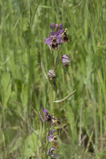 Ophrys tenthredinifera Ophrys tenthredinifera Asparagales,Liliidae,Liliopsida,Magnoliophyta,Ophrys,Ophrys tenthredinifera,Orchidaceae,Orchideae,Orchidinae,Orchidoideae,Orchids,Plantae,Sawfly Orchid,Tracheobionta,biodiversity,plants,spring