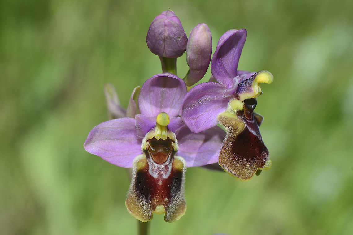 Ophrys tenthredinifera Ophrys tenthredinifera Asparagales,Liliidae,Liliopsida,Magnoliophyta,Ophrys,Ophrys tenthredinifera,Orchidaceae,Orchideae,Orchidinae,Orchidoideae,Orchids,Plantae,Sawfly Orchid,Tracheobionta,biodiversity,plants,spring