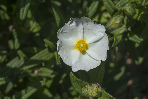 Cistus monspeliensis Cistus monspeliensis, with a Cantharidae? beetle on the top of the flower. Cistaceae,Cistus,Cistus monspeliensis,Klipspringer,Malvales,Plantae,Wild flowers,biodiversity