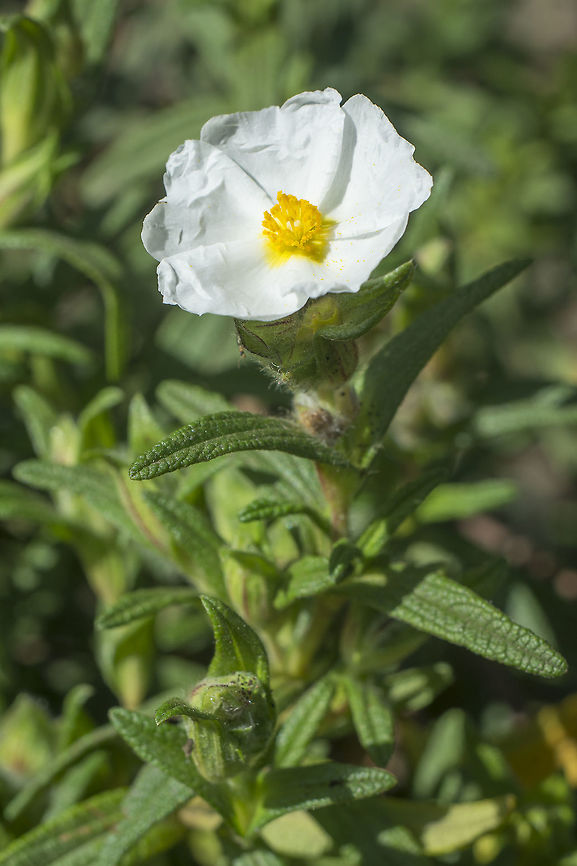 Cistus monspeliensis Cistus monspeliensis Cistaceae,Cistus,Cistus monspeliensis,Malvales,Plantae,Wild flowers,biodiversity,spring