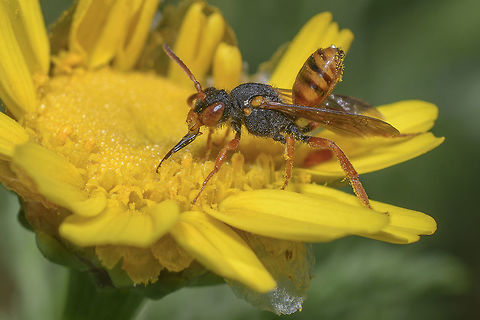 Nomada Nomada sp.

"With over 850 species, the genus Nomada is one of the largest genera in the family Apidae, and the largest genus of cleptoparasitic "cuckoo bees". They occur worldwide, and use many different types of bees as hosts, primarily the genus Andrena. As parasites, they lack a pollen-carrying scopa, and are often extraordinarily wasp-like in appearance, with red, black, and yellow colors prevailing, and with smoky (infuscated) wings or wing tips. Separation of this genus (the only genus in the tribe Nomadini) from other members of the Nomadinae can be difficult; details of the wing venation, and the nature of the patch of silvery setae at the tip of the female metasoma are the best distinguishing features." 

Source: https://en.wikipedia.org/wiki/Nomada
Species list:https://en.wikipedia.org/wiki/List_of_Nomada_species Nomada,arthropoda,biodiversity,insects,nomadinae,spring