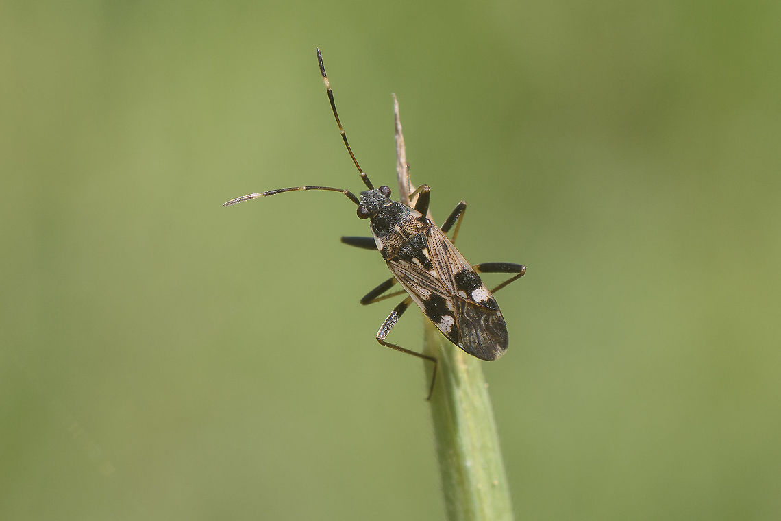 Beosus maritimus Beosus maritimus<br />
<br />
In terms of taxonomy (Family), where does it belong to?<br />
?Rhyparochromidae <a href="http://www.gbif.org/species/100542168" rel="nofollow">http://www.gbif.org/species/100542168</a><br />
?Lygaeidae <a href="https://www.britishbugs.org.uk/heteroptera/Lygaeidae/beosus_maritimus.html" rel="nofollow">https://www.britishbugs.org.uk/heteroptera/Lygaeidae/beosus_maritimus.html</a><br />
 Beosus maritimus,arthropoda,biodiversity,bugs,insecta,insects,spring