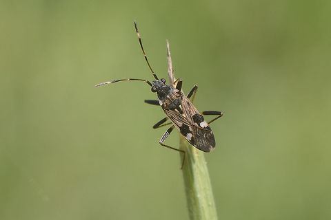 Beosus maritimus Beosus maritimus

In terms of taxonomy (Family), where does it belong to?
?Rhyparochromidae http://www.gbif.org/species/100542168
?Lygaeidae https://www.britishbugs.org.uk/heteroptera/Lygaeidae/beosus_maritimus.html
 Beosus maritimus,arthropoda,biodiversity,bugs,insecta,insects,spring