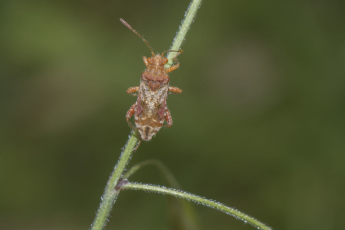 Rhopalus subrufus Identification in <a href="https://www.zsm.mwn.de/rhy/Rhopalidae.pdf" rel="nofollow">https://www.zsm.mwn.de/rhy/Rhopalidae.pdf</a><br />
(single shot)<br />
Please confirm.<br />
Thanks! Rhopalus subrufus,arthropoda,biodiversity,bugs,insecta,insects,rhopalidae,rhopalinae,rhopalus,spring
