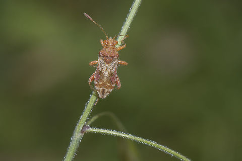 Rhopalus subrufus Identification in https://www.zsm.mwn.de/rhy/Rhopalidae.pdf
(single shot)
Please confirm.
Thanks! Rhopalus subrufus,arthropoda,biodiversity,bugs,insecta,insects,rhopalidae,rhopalinae,rhopalus,spring